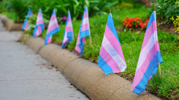 Trans flags on a lawn
