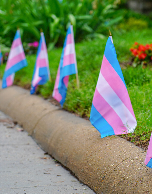 Trans flags on a lawn